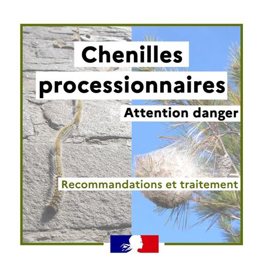 prevention-chenilles-prefet-var-fevrier-2024-draguignan